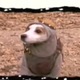 Image for article titled Wishbone is getting his own movie, finally